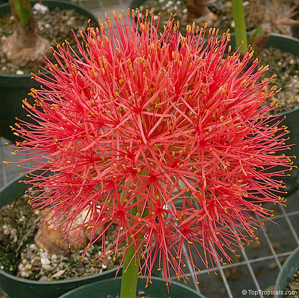 blood lily
